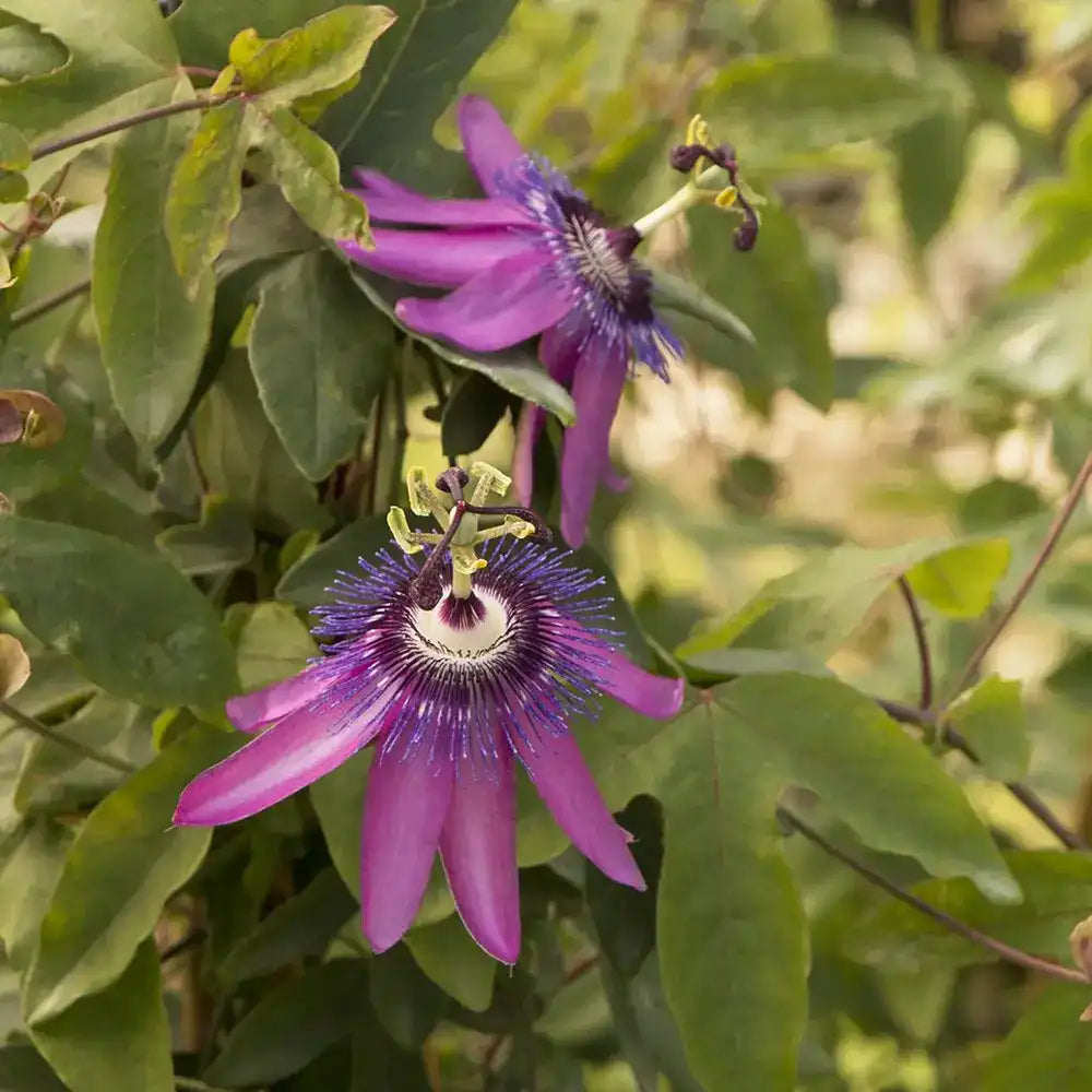 Floarea Pasiunii (Passiflora Caerulea) Lavender Lady, cu flori roz