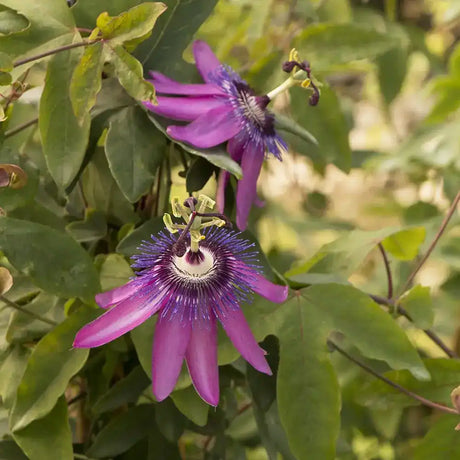 Floarea Pasiunii (Passiflora Caerulea) Lavender Lady, cu flori roz