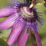 Floarea Pasiunii (Passiflora Caerulea) Lavender Lady, cu flori roz