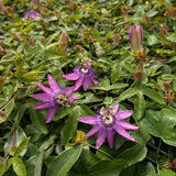 Floarea Pasiunii (Passiflora Caerulea) Lavender Lady, cu flori roz