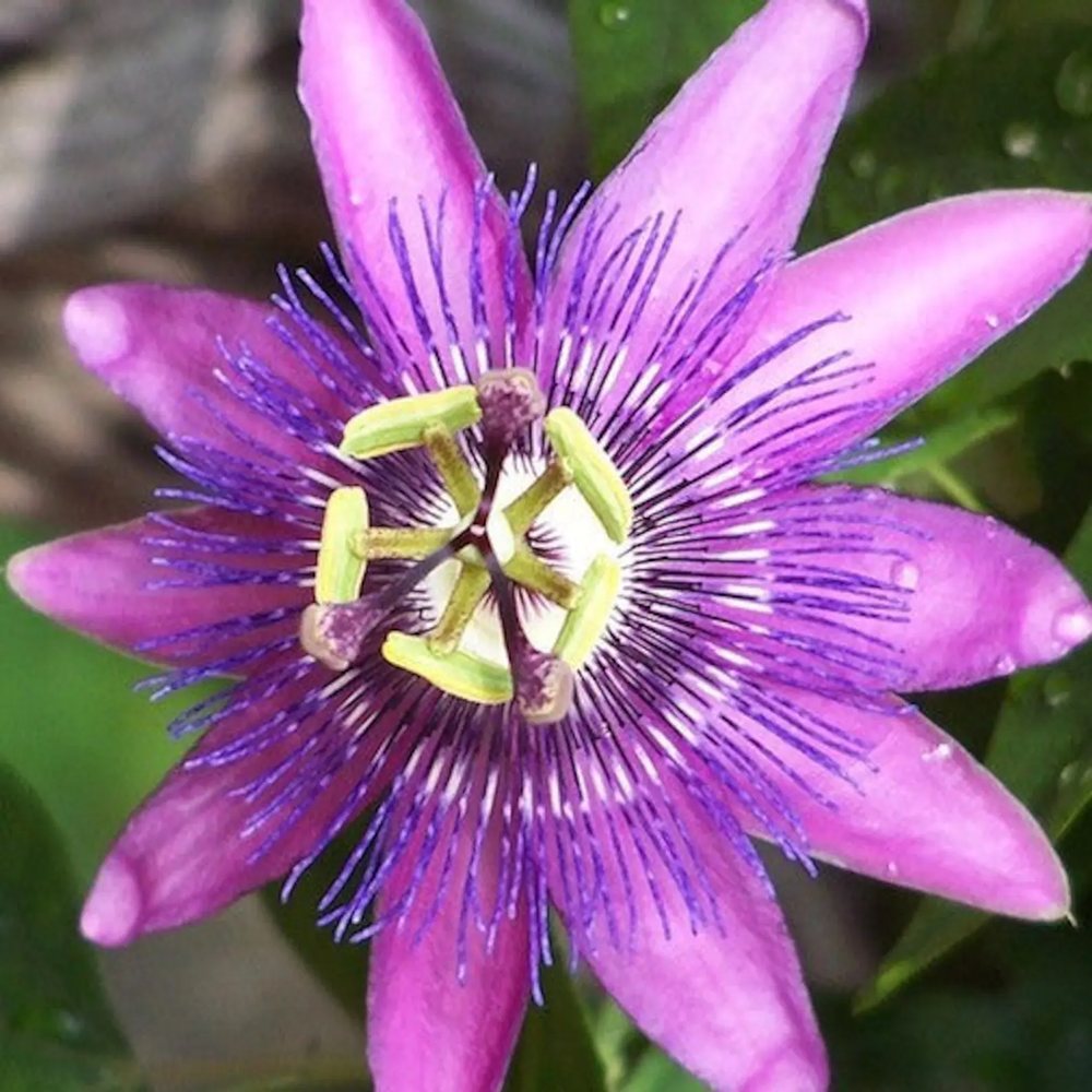 Floarea Pasiunii (Passiflora Caerulea) Amethyst Beauty, cu flori mov