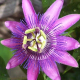 Floarea Pasiunii (Passiflora Caerulea) Amethyst Beauty, cu flori mov