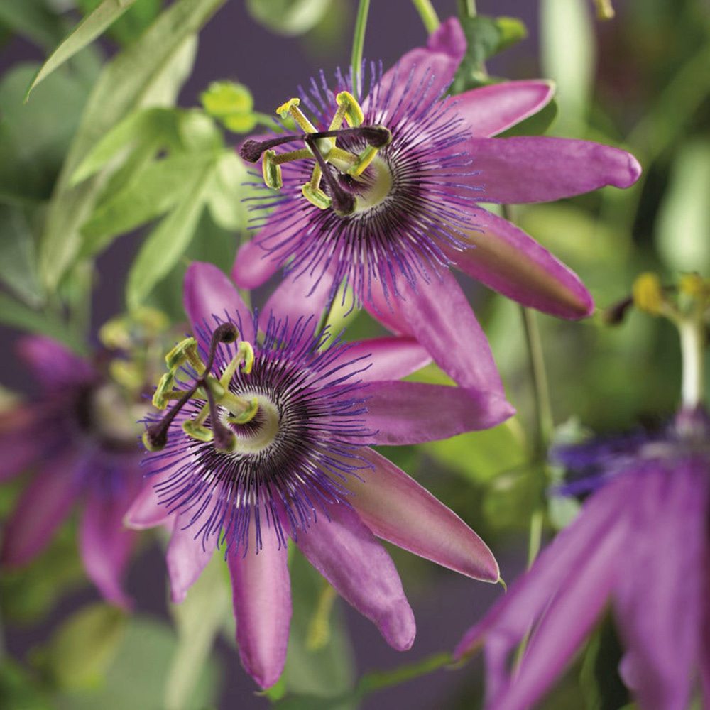 Floarea Pasiunii (Passiflora Caerulea) Amethyst Beauty, cu flori mov