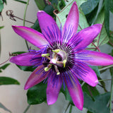 Floarea Pasiunii (Passiflora Caerulea) Amethyst Beauty, cu flori mov