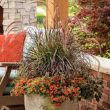 Декоративна трева червена Pennisetum Rubrum, пурпурночервена листна маса, декоративни класове, елегантен храст за градини и саксии