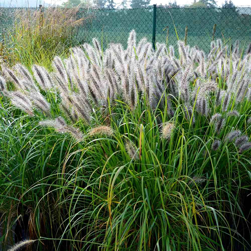 Iarba chinezeasca Pennisetum Hameln