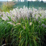 Iarba chinezeasca Pennisetum Hameln