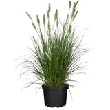 Китайска трева Pennisetum Hameln, декоративни класове, компактен туф, студоустойчива