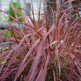 Iarba rosu Chinezeasca Pennisetum Fireworks