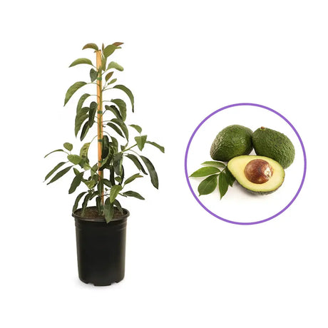 Pom Avocado (Mangifera indica), in ghiveci, planta exotica cu fructe aromate