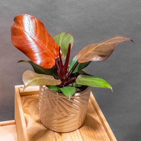 Philodendron Cherry Red, planta de interior cu frunze rosii, usor de ingrijit