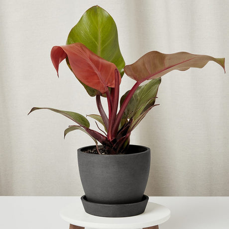 Philodendron Sun Red, planta de interior cu frunze rosii, usor de ingrijit