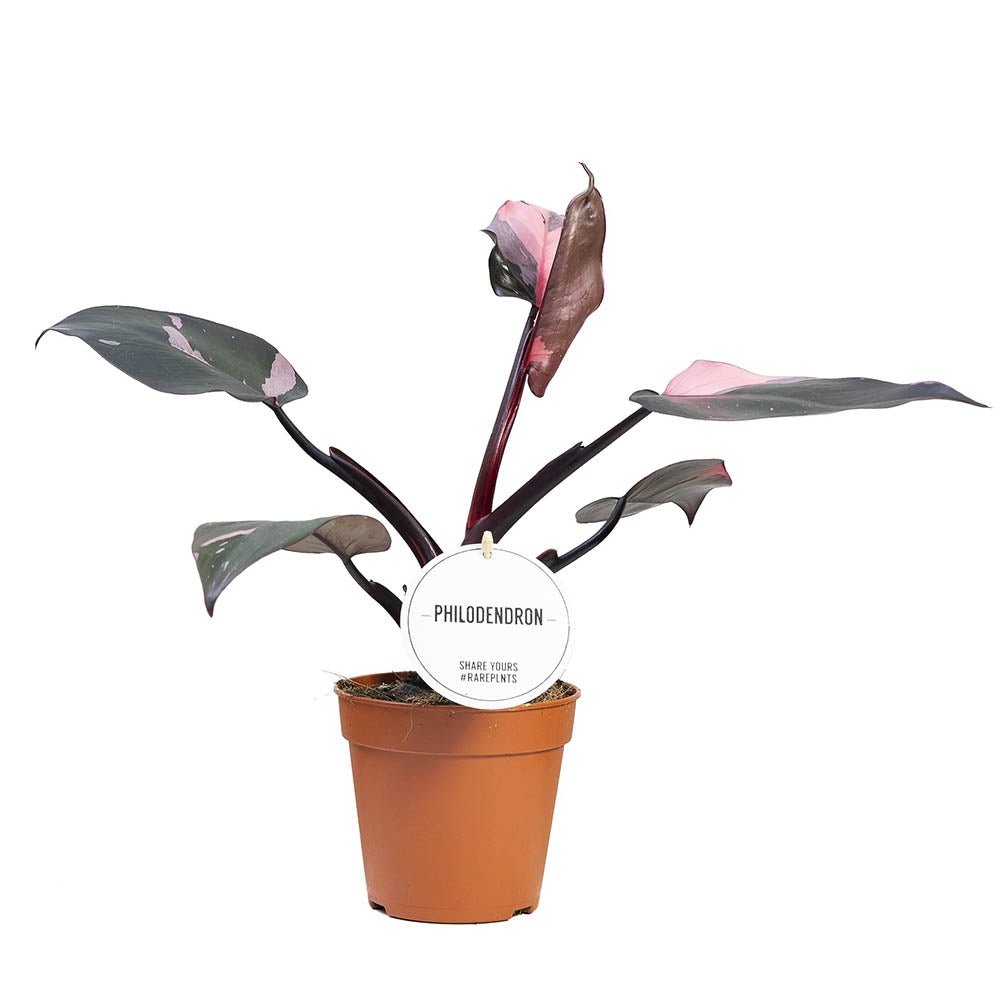 Philodendron Burgundy Prince - 40 cm