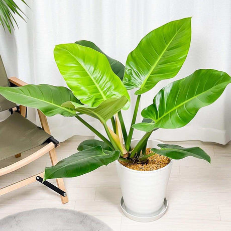 Philodendron Imperial Green, planta de interior cu frunze verzi, usor de ingrijit