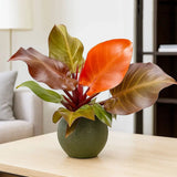 Philodendron Sunlight, 35-40 cm, planta de interior cu frunze rosii, usor de ingrijit, purifica aerul si aduce culoare casei tale