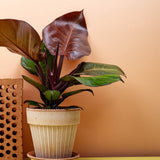 Philodendron Sunlight, 35-40 cm, planta de interior cu frunze rosii, usor de ingrijit, purifica aerul si aduce culoare casei tale