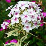 Флокс Phlox paniculata 'Crème de Menthe' – бяло-розови ароматни цветове и пъстри листа