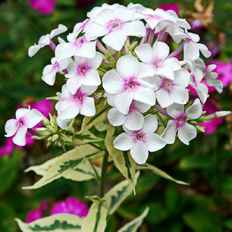 Флокс Phlox paniculata 'Crème de Menthe' – бяло-розови ароматни цветове и пъстри листа