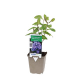 Brumarela Inalta Phlox paniculata Blue Paradise, flori albastre violet parfumat, planta perena cu crestere rapida, pentru gradina