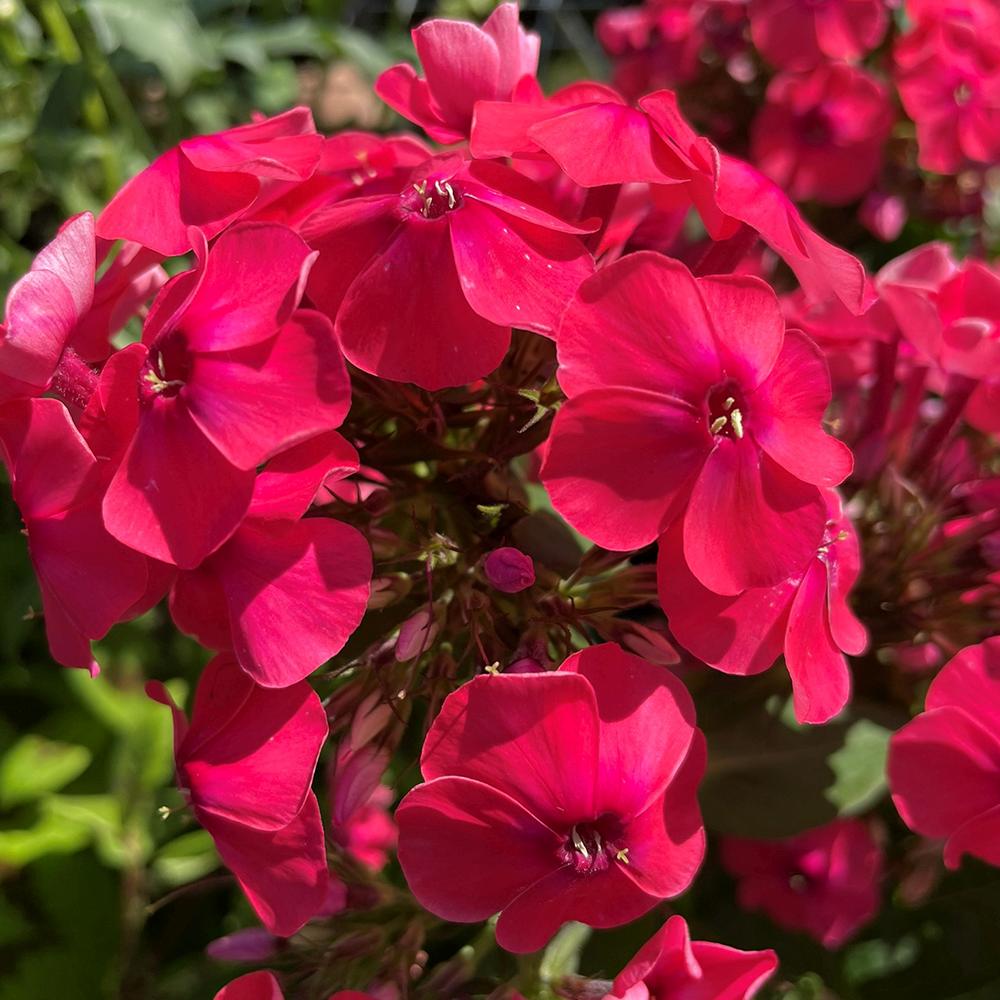 Флокс Phlox paniculata 'Flame Watermelon' – ароматни магента-розови цветове, студоустойчив