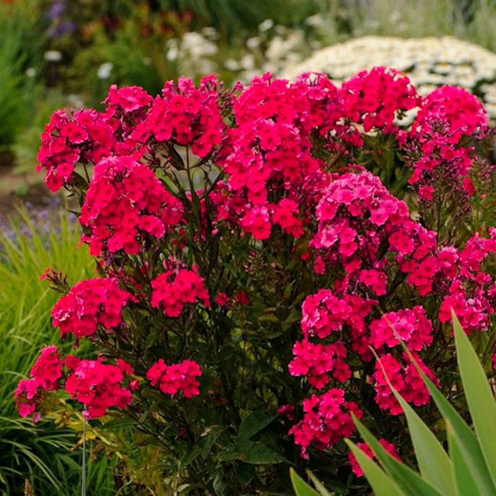 Флокс Phlox paniculata 'Flame Watermelon' – ароматни магента-розови цветове, студоустойчив