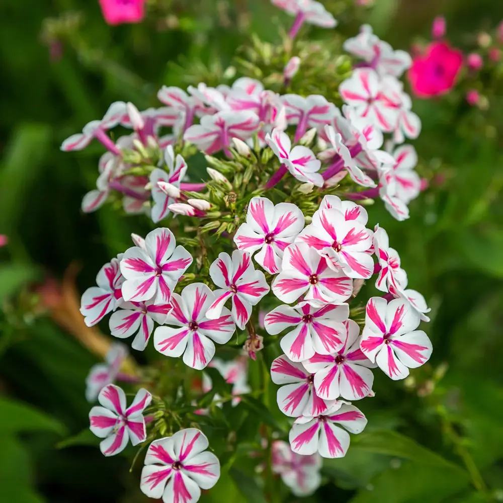 Флокс Phlox paniculata 'Twister' – двуцветни розово-бели ароматни цветя, многогодишно