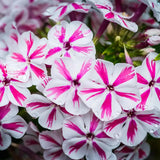 Флокс Phlox paniculata 'Twister' – двуцветни розово-бели ароматни цветя, многогодишно