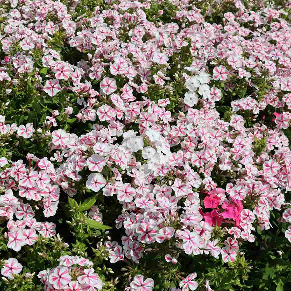 Флокс Phlox paniculata 'Twister' – двуцветни розово-бели ароматни цветя, многогодишно