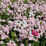 Флокс Phlox paniculata 'Twister' – двуцветни розово-бели ароматни цветя, многогодишно