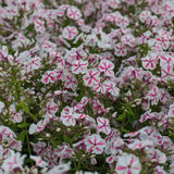 Флокс Phlox paniculata 'Twister' – двуцветни розово-бели ароматни цветя, многогодишно