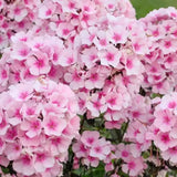 Brumarela Inalta Phlox paniculata Bright Eyes, flori roz cu centru rosu, planta perena parfumata, crestere rapida
