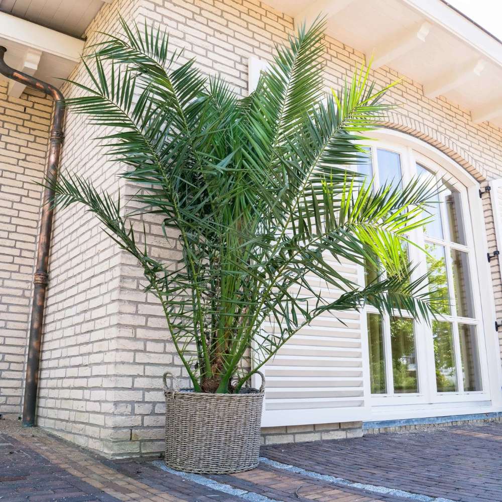 Палма канарски финик (Phoenix Canariensis)