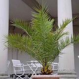Палма канарски финик (Phoenix Canariensis), декоративна канарска палма със зелени извити листа, за тераса или саксия