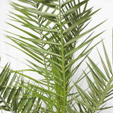 Палма канарски финик (Phoenix Canariensis), декоративна канарска палма със зелени извити листа, за тераса или саксия