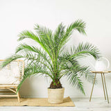 Палма канарски финик (Phoenix Canariensis), декоративна канарска палма със зелени извити листа, за тераса или саксия