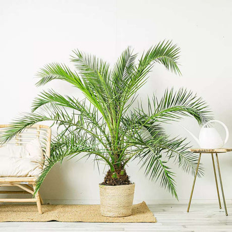 Палма канарски финик (Phoenix Canariensis), декоративна канарска палма със зелени извити листа, за тераса или саксия