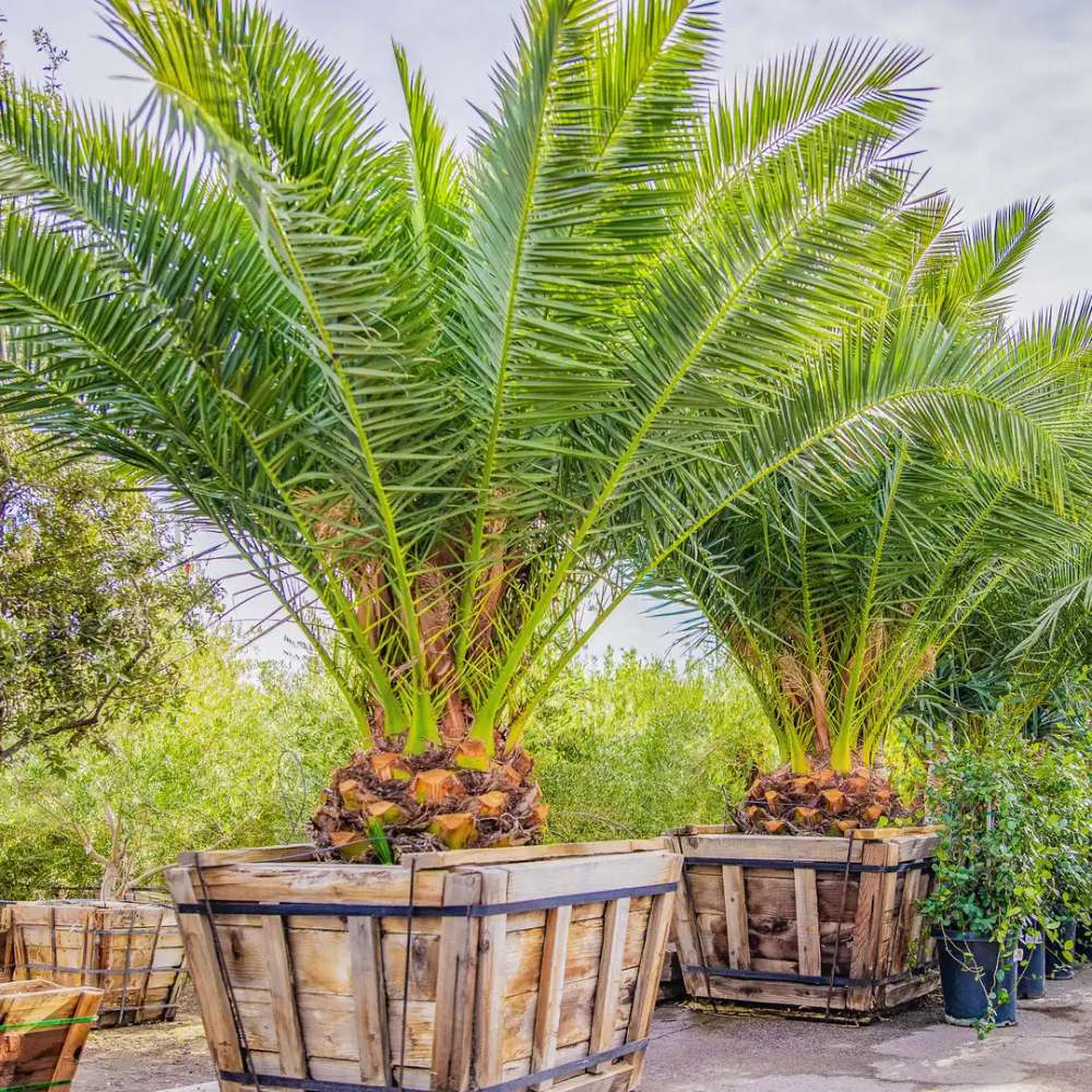 Палма канарски финик (Phoenix Canariensis)