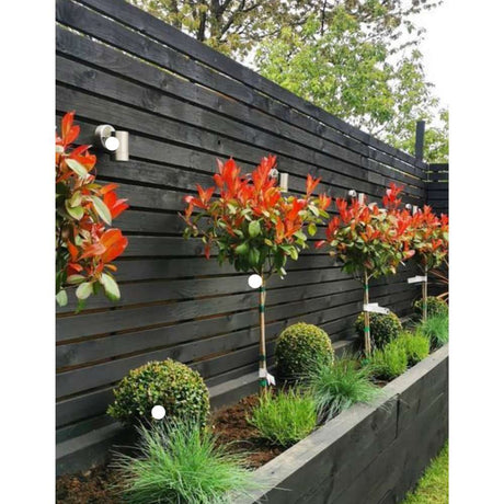 Photinia Carre Rouge tip copacel, ornamental cu frunzis rosu intens, gradinii mici, ghiveci