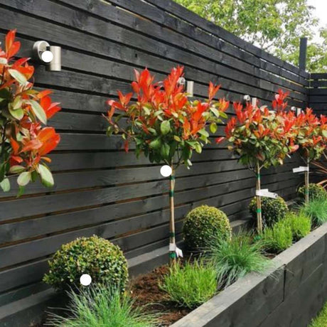 Photinia Carre Rouge tip copacel, ornamental cu frunzis rosu intens, gradinii mici, ghiveci