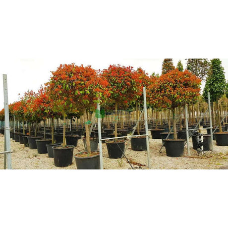 Photinia Copac Red Robin,  tip copac decorativ, frunze rosii, rapid crescator