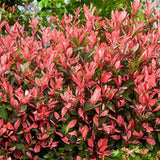 Photinia Red Robin, gard viu rosu vesnic verde