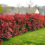 Photinia Red Robin, gard viu rosu vesnic verde