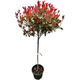Photinia Carre Rouge tip copacel, ornamental cu frunzis rosu intens, gradinii mici, ghiveci