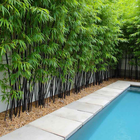 Bambus de Gradina Negru (Phyllostachys Nigra), tulpini negre, rezistent la frig, gard viu dens, ideal pentru gard viu si terase