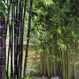 Bambus de Gradina Negru (Phyllostachys Nigra), tulpini negre, rezistent la frig, gard viu dens, ideal pentru gard viu si terase