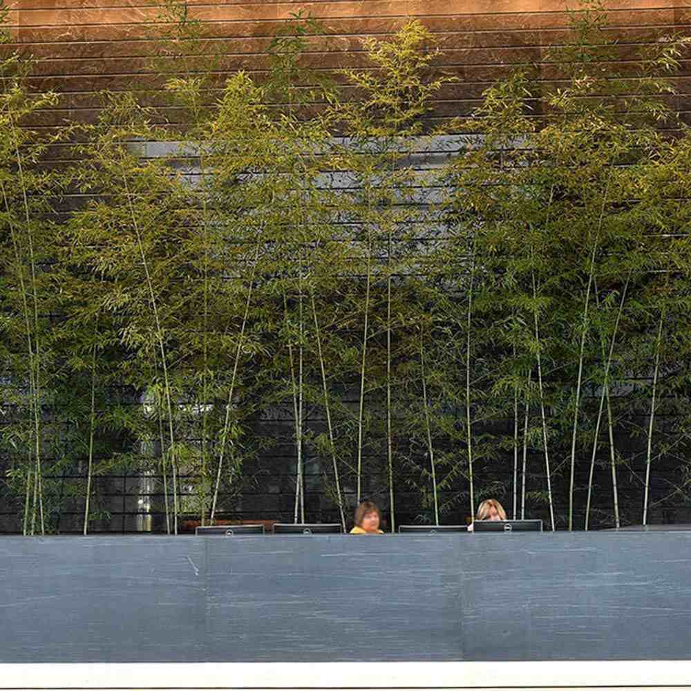 Градински гигантски бамбук (Phyllostachys) Henon, декоративен, студоустойчив, бързорастящ