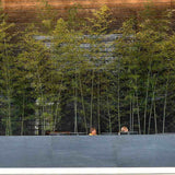 Градински гигантски бамбук (Phyllostachys) Henon, декоративен, студоустойчив, бързорастящ