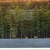 Бамбук Phyllostachys 'Henon' – гигантски декоративен бамбук за жив плет