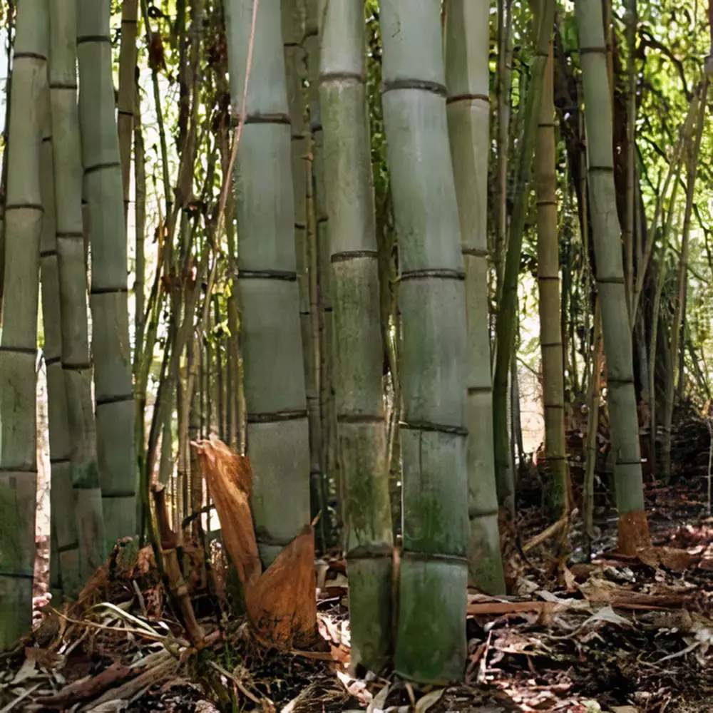 Бамбук Phyllostachys 'Henon' – гигантски декоративен бамбук за жив плет