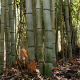 Бамбук Phyllostachys 'Henon' – гигантски декоративен бамбук за жив плет